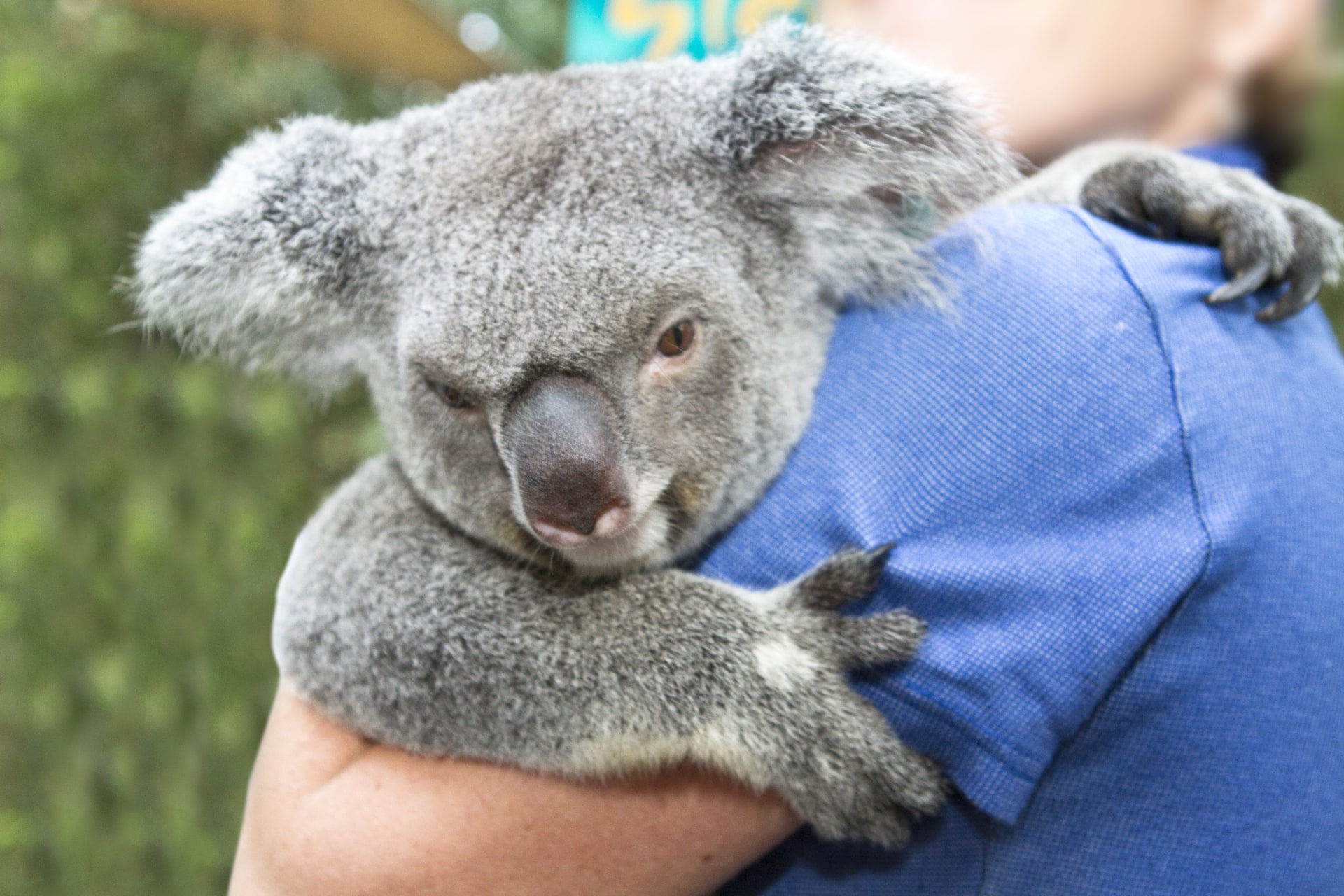 Koala being held by person in blue shirt